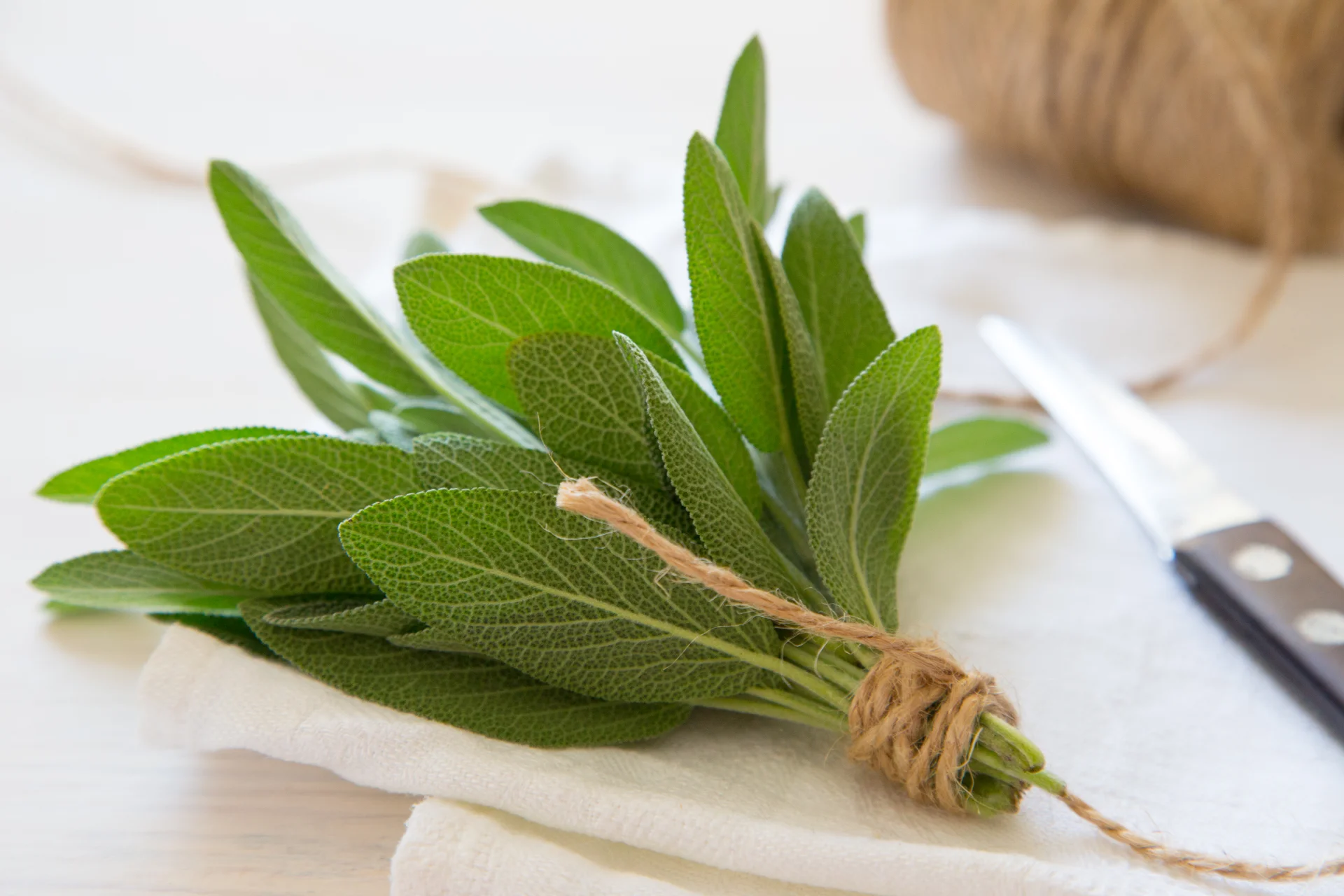 Fresh Salvia divinorum leaves tied with twine on a white cloth, highlighting their use in discussions about salvia's effects and addiction treatment on Long Island.
